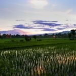 Superior Garden View (4)